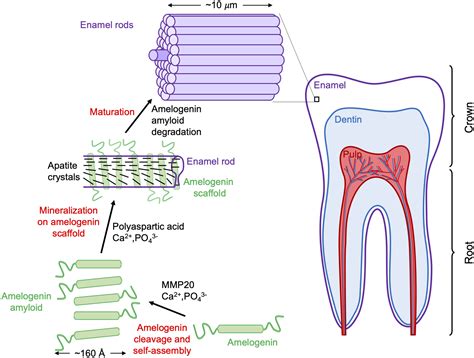 what is enamel in chemistry